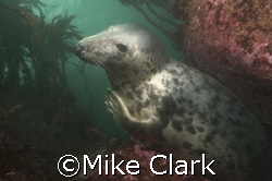 Grey Seal Introducing itself, Farne Isles England
nikon ... by Mike Clark 